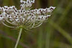 American wild carrot